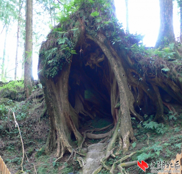 台湾游有感; 好大的一个树洞,熊出没的地方; 好大的一个树洞,熊出没的