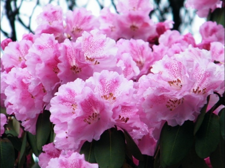 高山杜鹃花