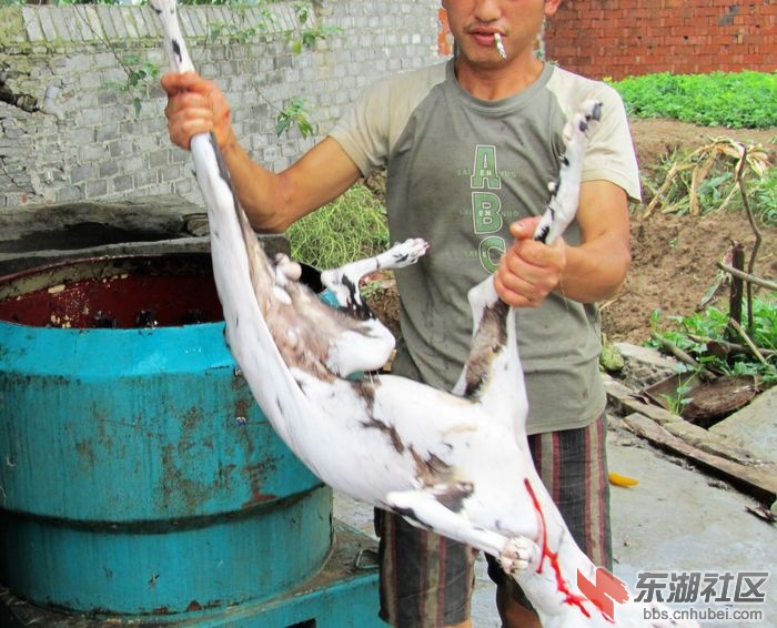 都是嘴巴惹的祸血醒实录杀狗全过程胆小者慎入