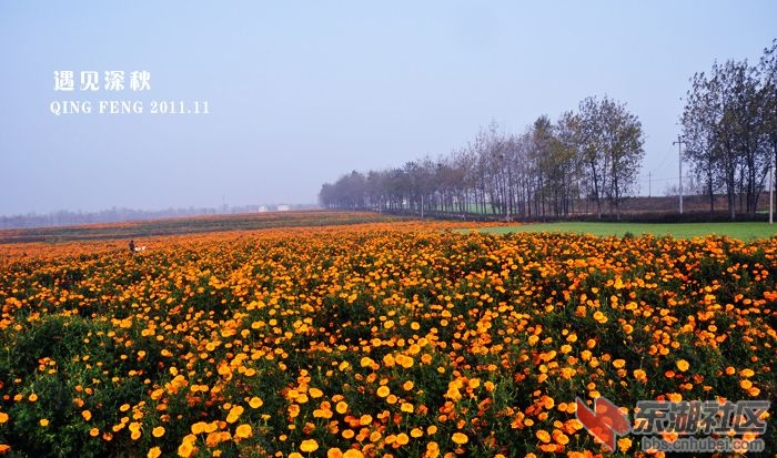 问菊竹林桥 寻芳王甫洲