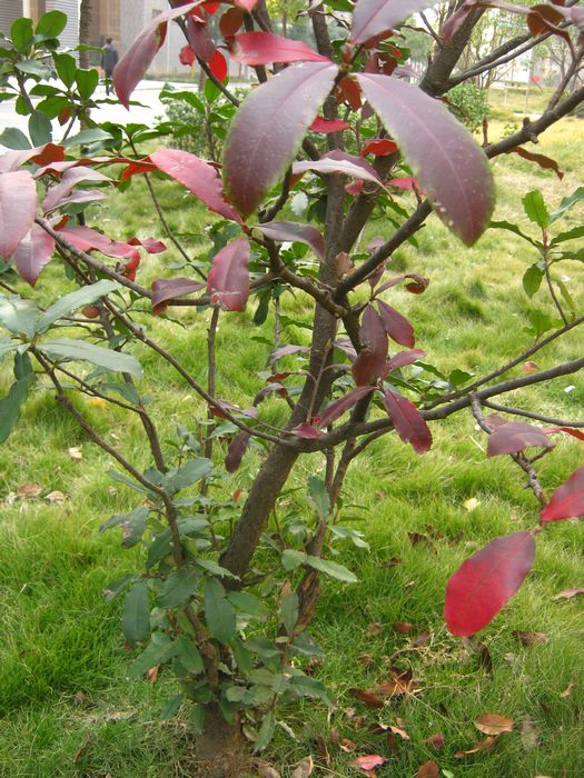 这里有一株石兰(一种园林植物,灌木),绝对不是两株合栽,也不可能