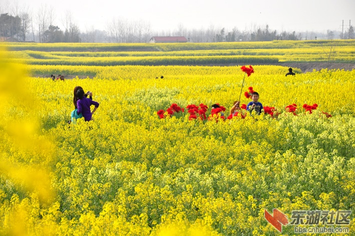 中国农谷61荆门沙洋第五届油菜花旅游节主要活动安排