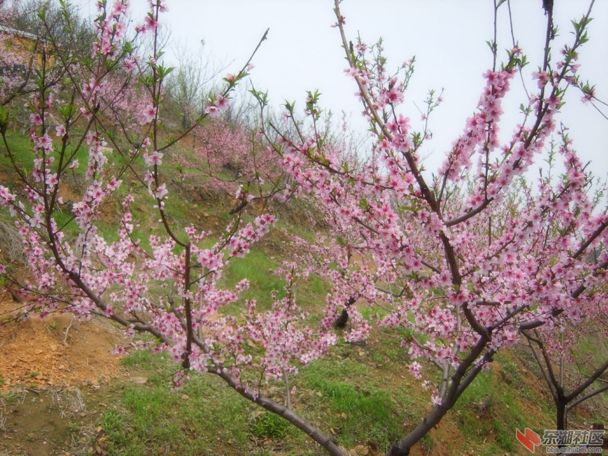 鄂州市东正休闲山庄鲜花盛开惹游人