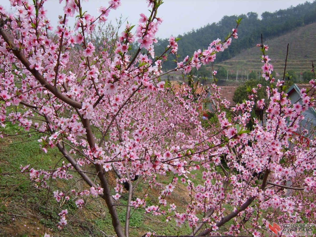 鄂州市东正休闲山庄鲜花盛开惹游人