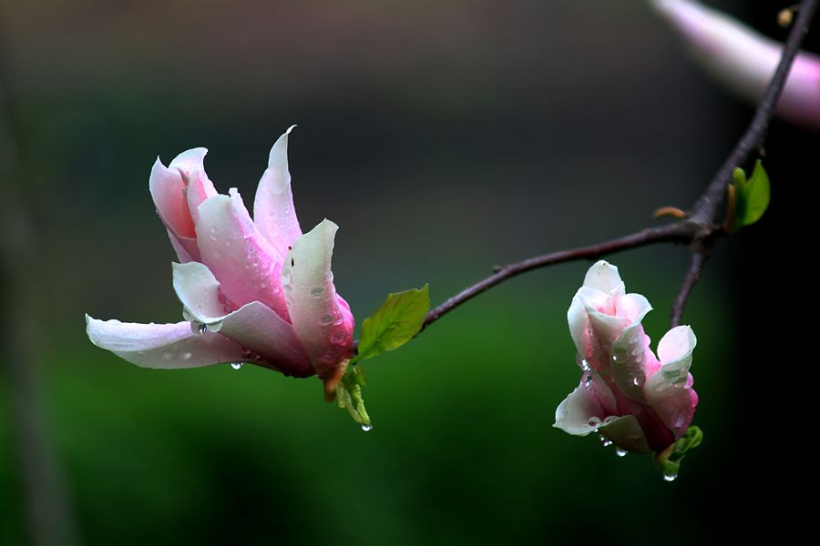 感时花溅泪