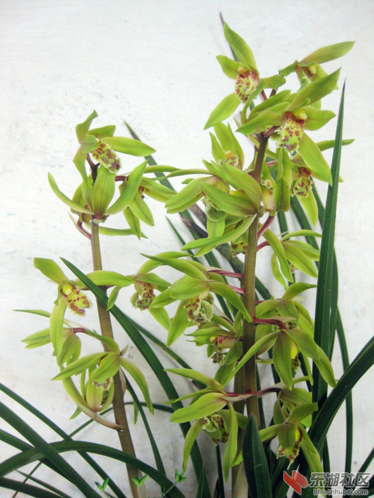 铁骨素兰花