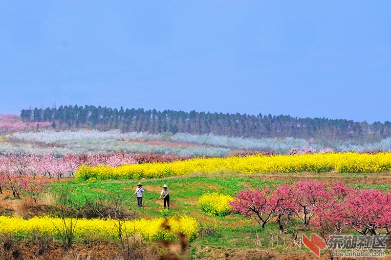 转图——随县唐县镇田园风光.