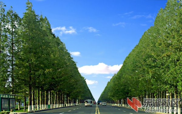 武汉市树——水杉,应大规模天量种植!