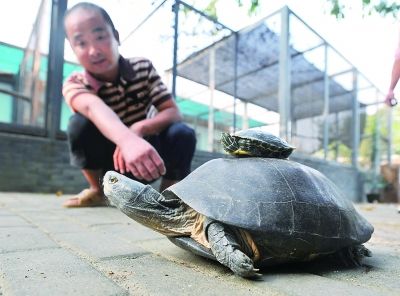 市民东湖边捡稀罕黑颈乌龟大如脸盆已15岁