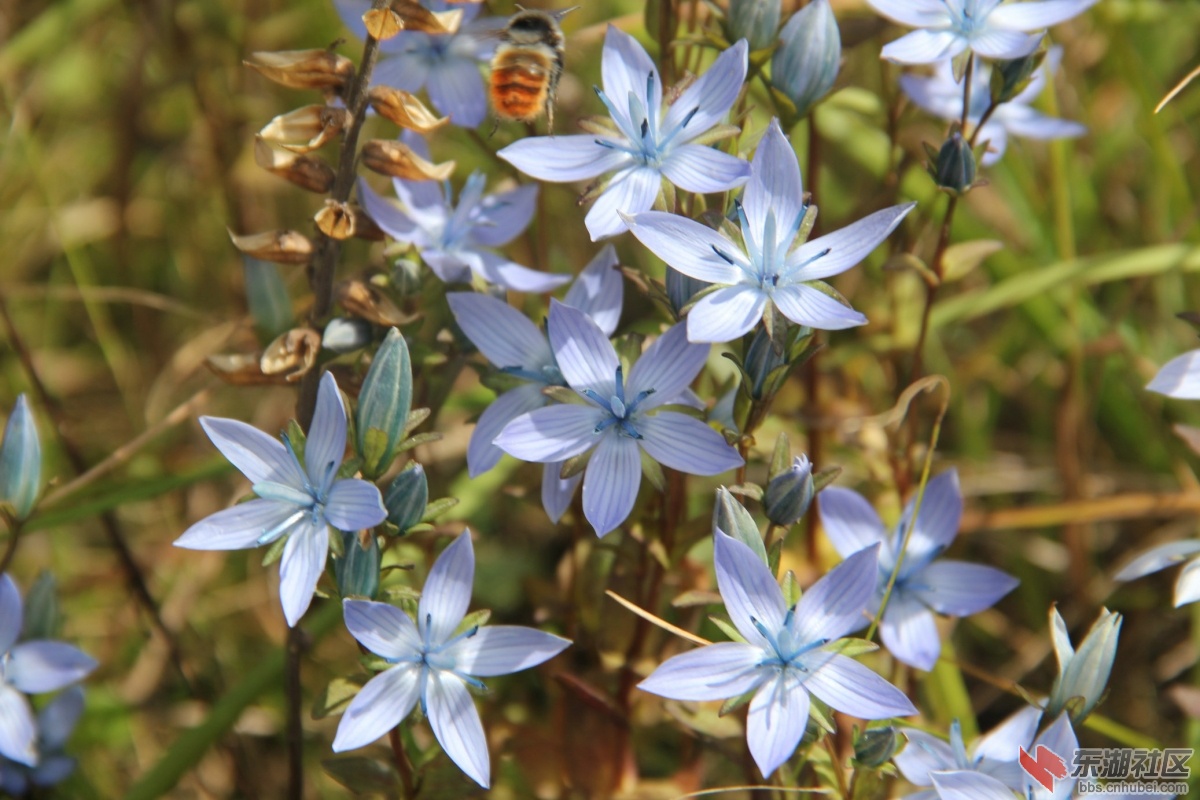 蜜蜂,蝴蝶爱上龙胆花