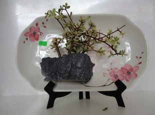 新型的鱼缸花盆