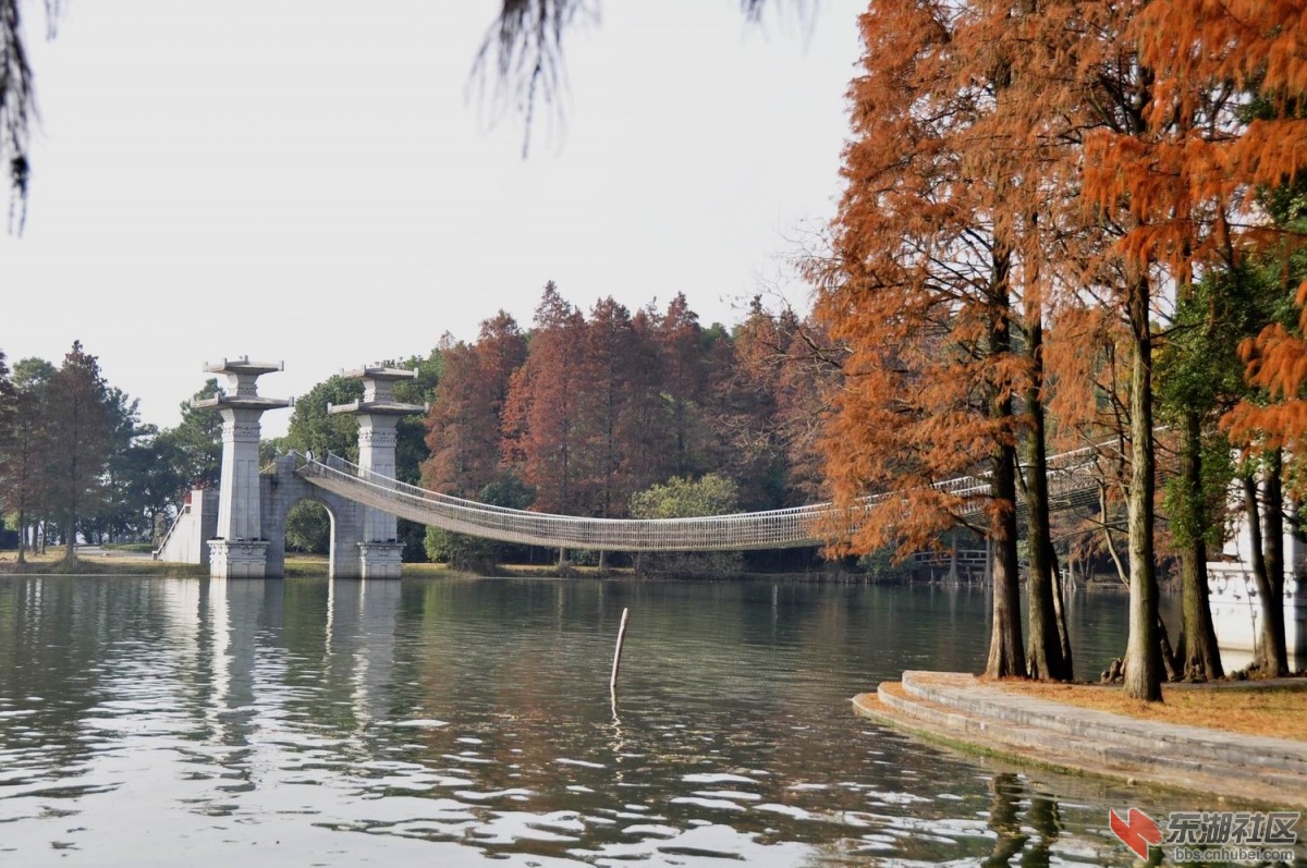 东湖落雁岛秋色