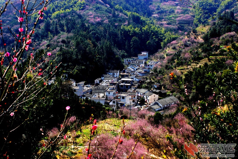 卖花渔村----梅花盛开的村庄