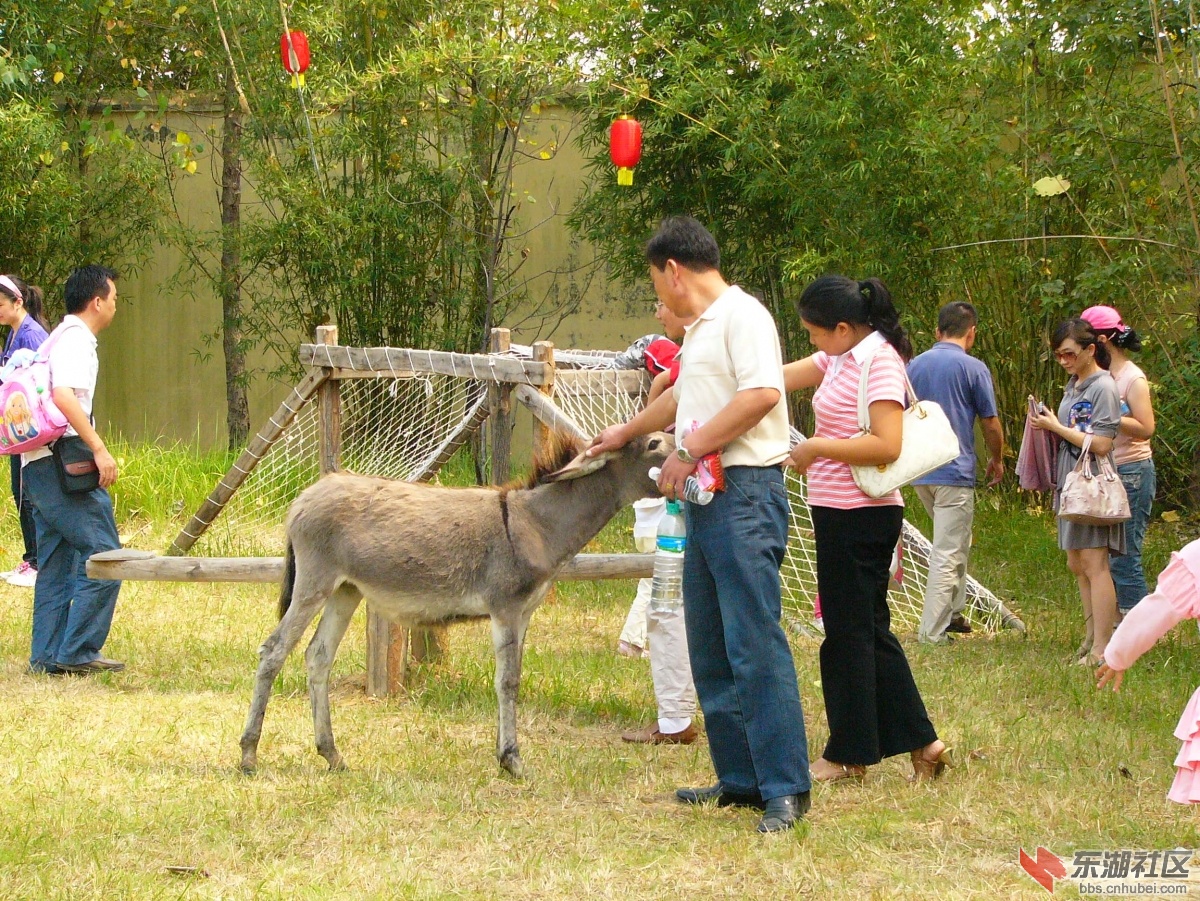 2013春节武汉九峰动物园欢乐游赢大奖 游山玩水 东湖社区 荆楚