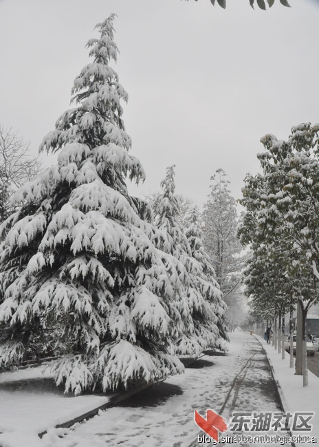 武汉雪景窗外飘花