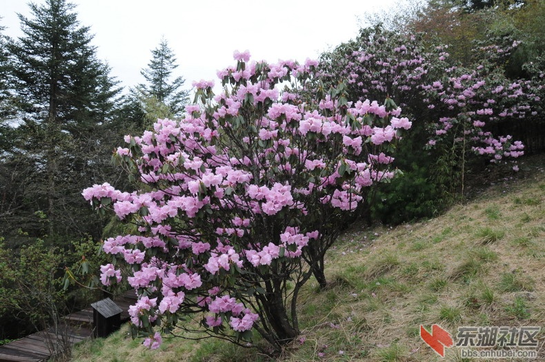 【转】美丽中国梦,春游神农架;高山杜鹃花,即将全怒放