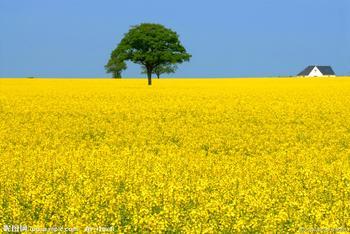 【竹导健康每一天 菜花黄 人发狂