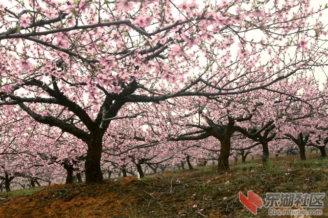 杨店镇万亩桃花3月20日盛装开园