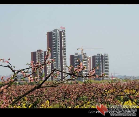 桃花岛看星河水岸