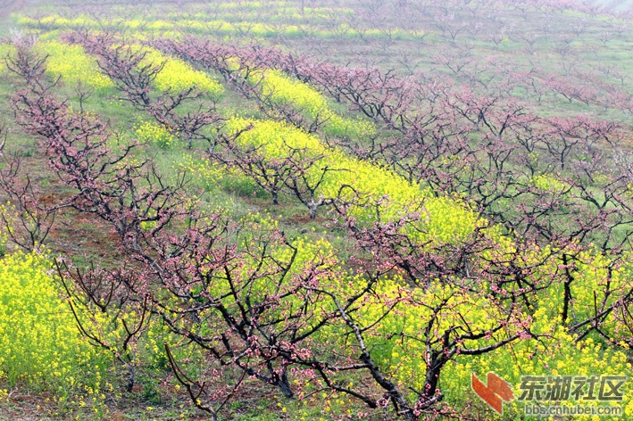 走进桃花盛开的地方——2013荆门屈家岭桃花会精彩盛况(图)