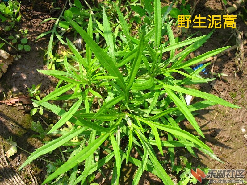 春暖花开,喵呜教你认野菜(自拍图片整理)