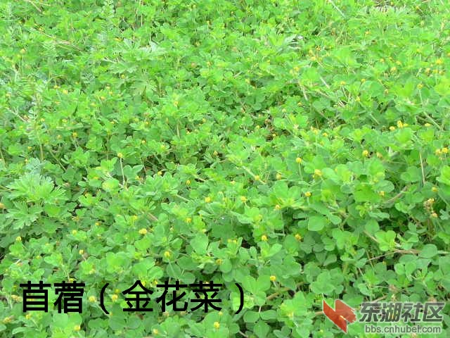 春暖花开喵呜教你认野菜自拍图片整理