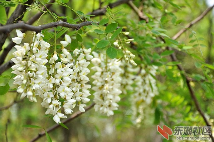 石头上种花的奇迹 黄石槐花旅游节(图)