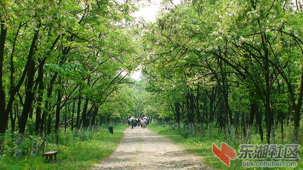 石头上种花的奇迹 黄石槐花旅游节(图)