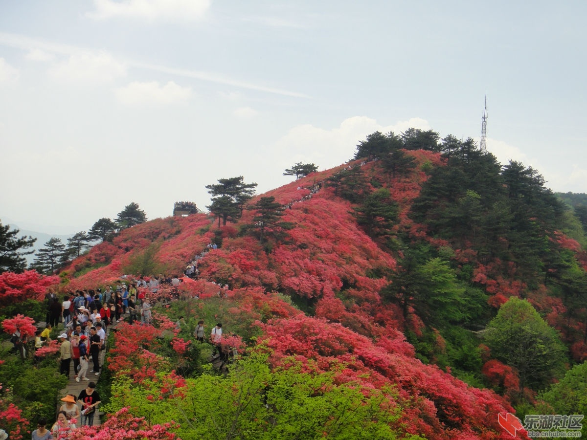 麻城杜鹃花