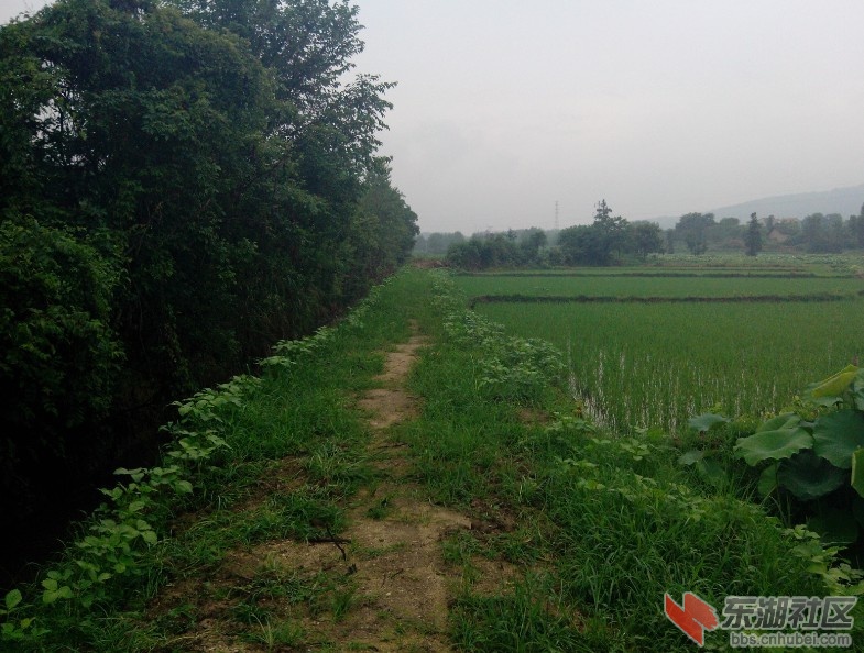 黄冈团风县马曹庙国土整治后现场