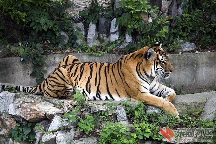 图片的东北虎是武汉动物园的宠物.