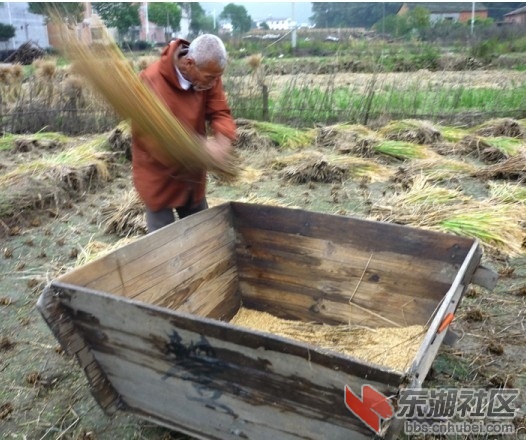 安徽巢湖庐江地区8090年代水稻脱粒方法比随州先进