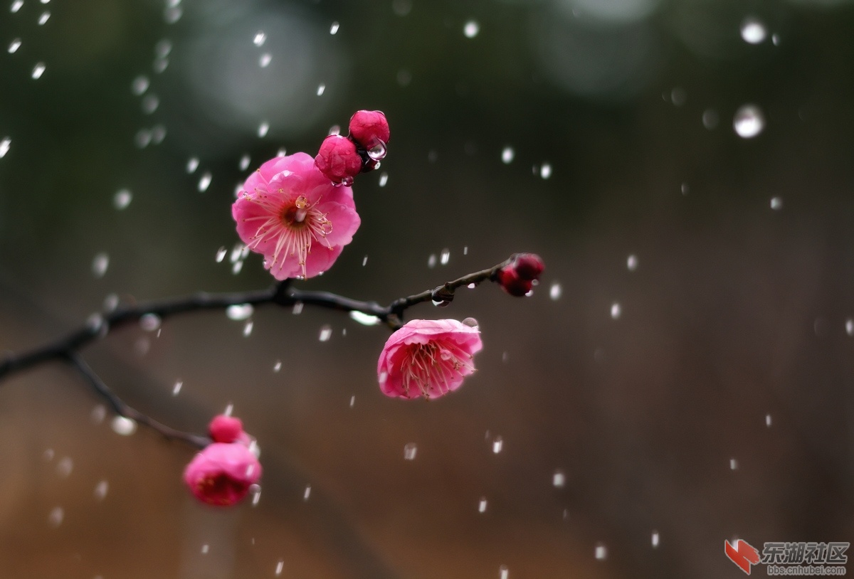 雨落凡尘