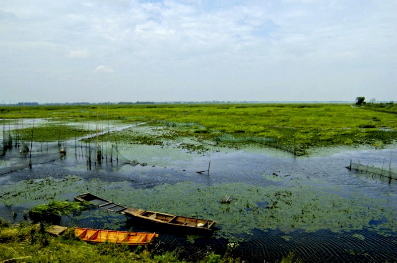 应城的湿地———老灌湖风光(组图)图片