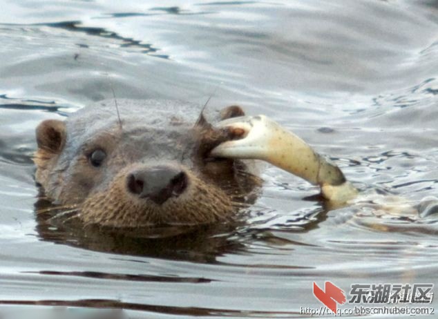 啊!水獭被螃蟹钳住眼睛[生病]】