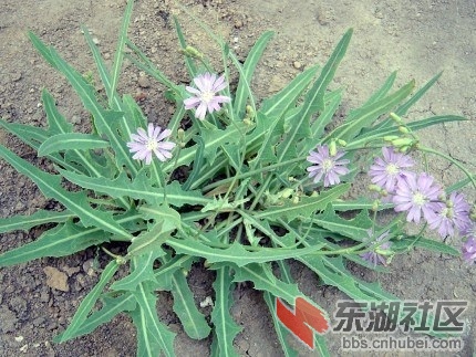 襄阳论坛 69 襄阳吃喝玩乐 69 常见野菜及食用方法     苦苦菜在