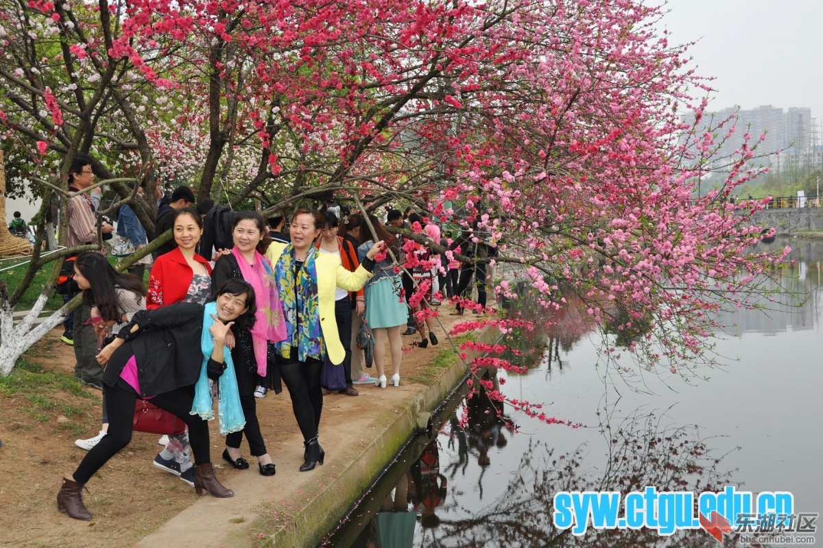 三峡大学桃花节