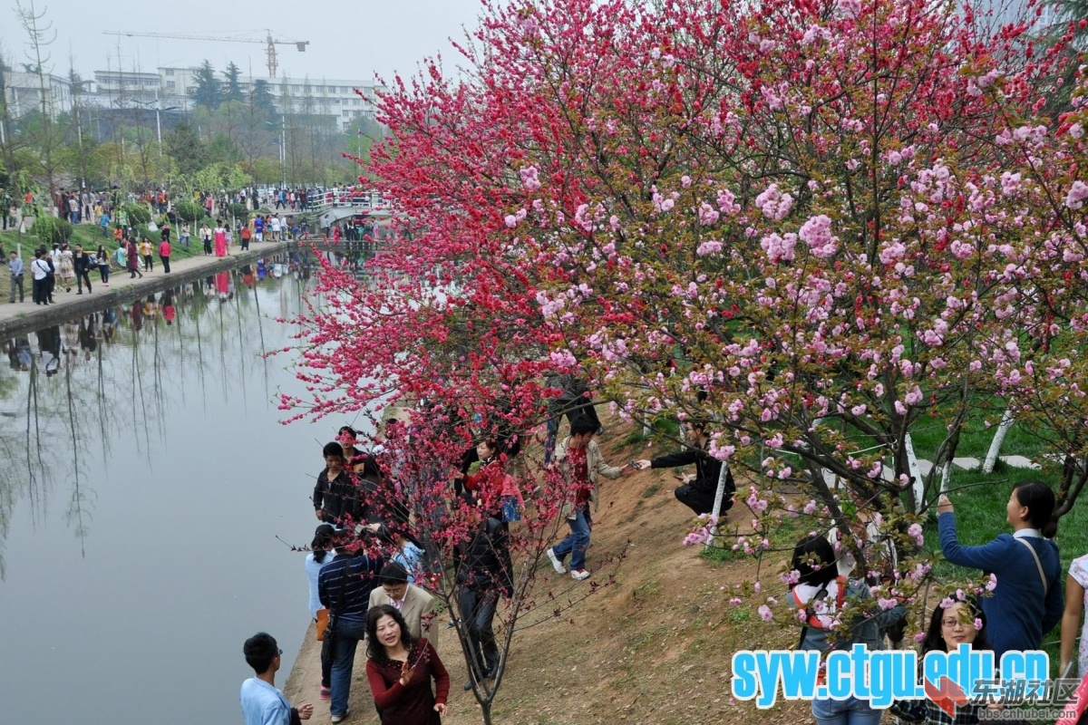 三峡大学桃花节