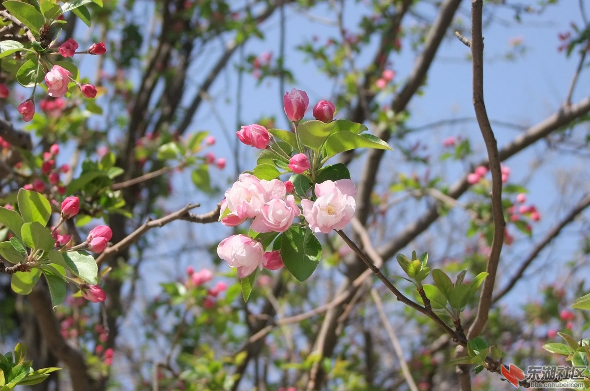 清明节踏青