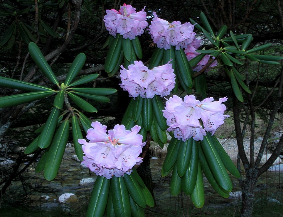 神农架高山杜鹃花