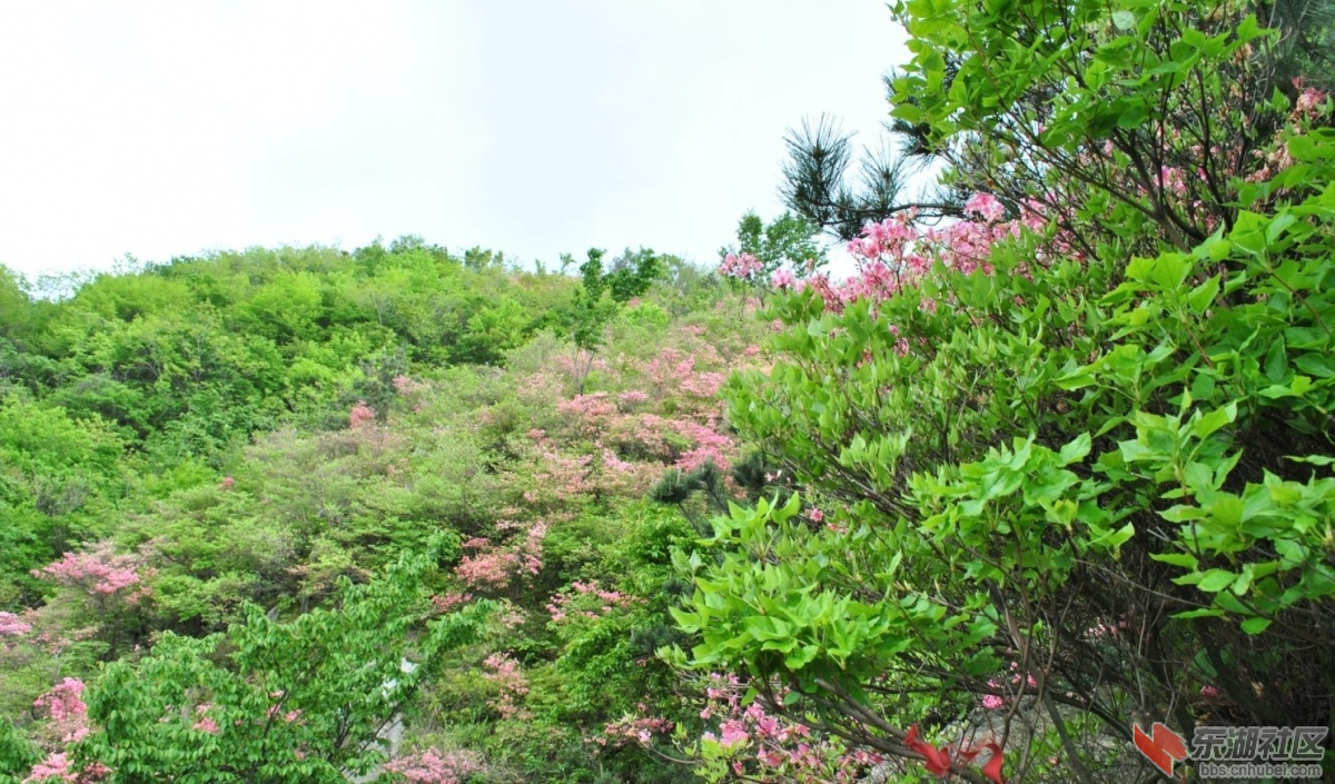 英山天马寨 杜鹃花海