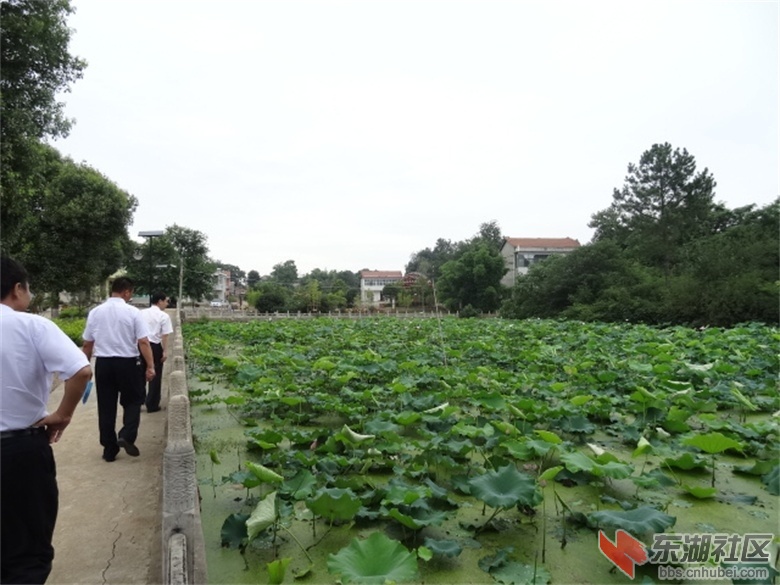 梁子湖区美丽乡村建设步入快车道 大话鄂州 东湖社区 荆楚网