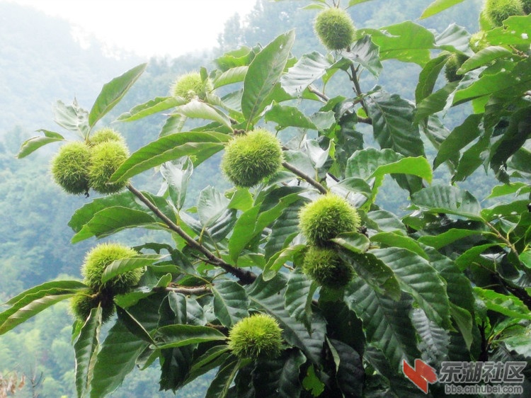 青板栗 生活杂谈 东湖社区 荆楚网