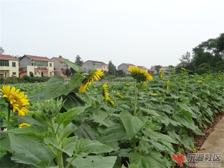 梁子湖区美丽乡村风光图片纪实