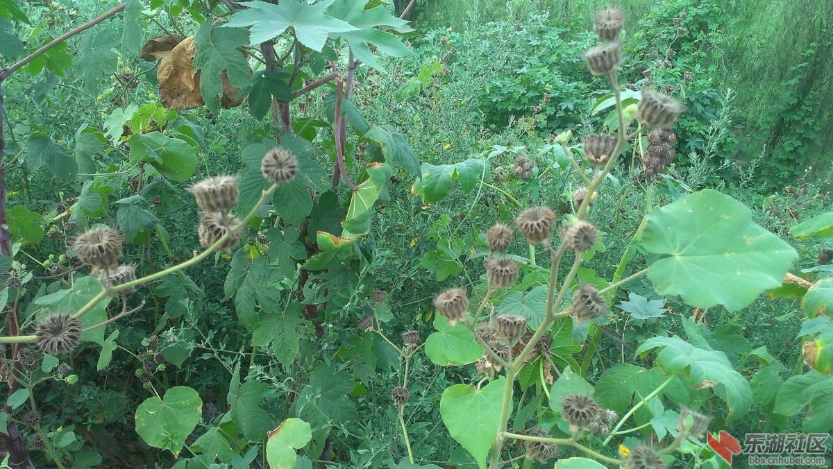 小清河岸边的植物