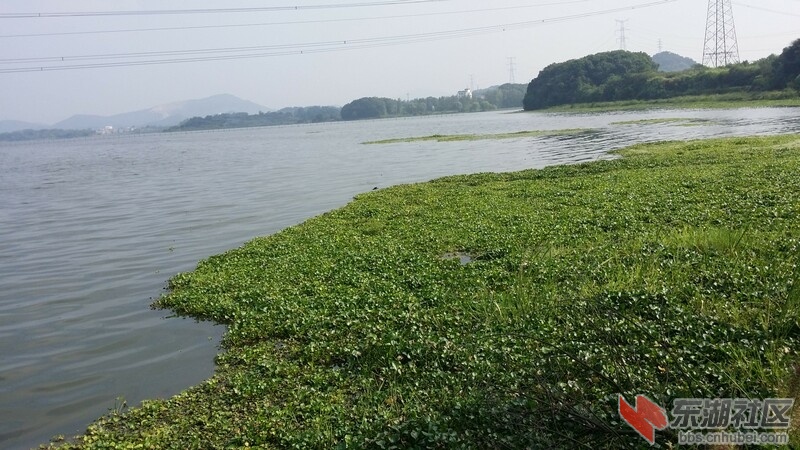 手机随拍—花马湖一瞥 大话鄂州 东湖社区 荆楚网