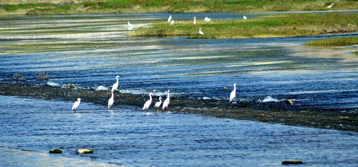 谷城湿地公园拍白鹭