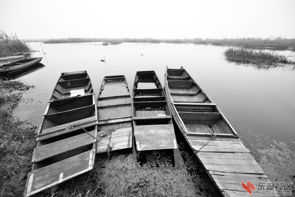 应城最大湿地公园——老观湖图片