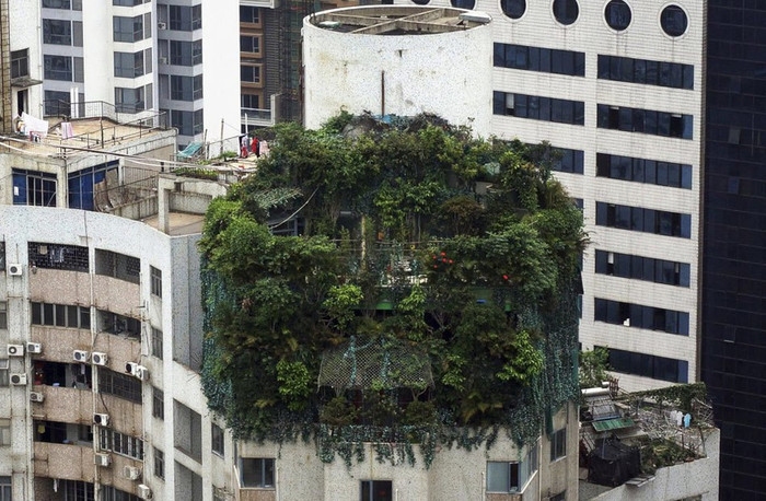 中国广州,一个在19层住宅楼上建造的楼顶别墅,这一被植物覆盖的楼顶