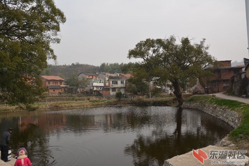 记忆梅川,记住乡愁系列报道之三十三杨垸村(c 武穴论坛 东湖社区